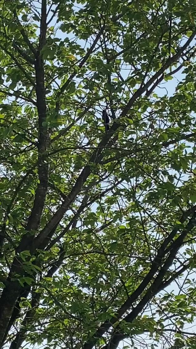 Happy Blackbird singing his heart out!!!!