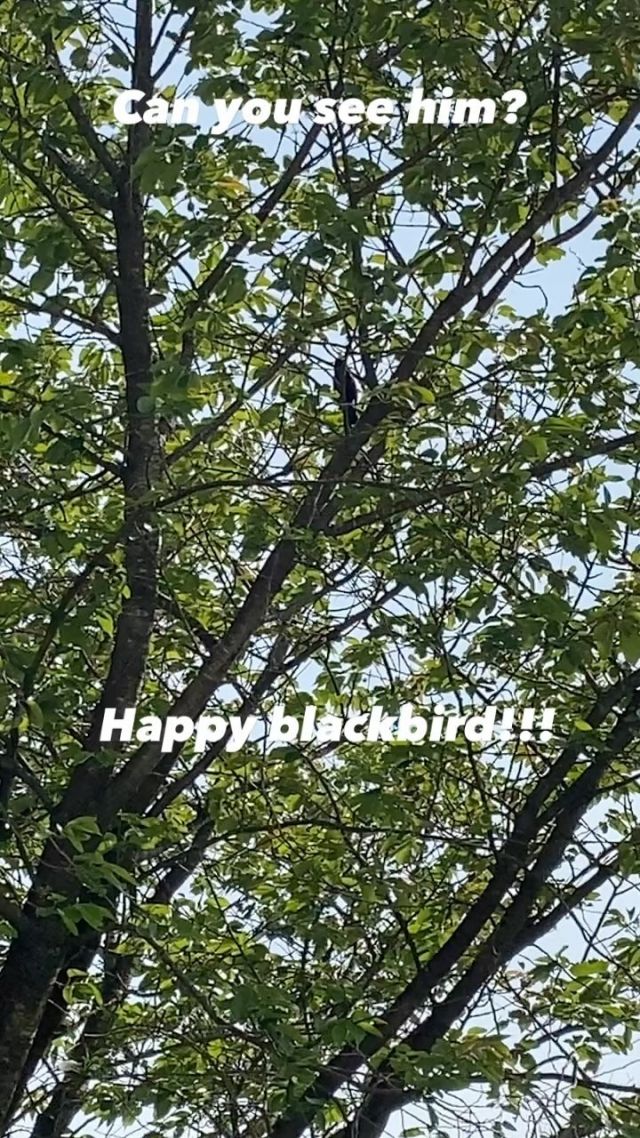 Happy blackbird! #birdsong #blackbird #naturelovers #birdsofinstagram